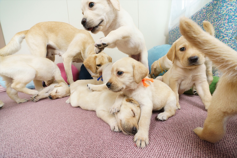 子犬 体 を かく